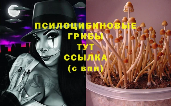 ПСИЛОЦИБИНОВЫЕ ГРИБЫ Баксан