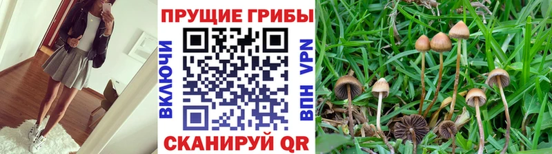 Галлюциногенные грибы Cubensis  сколько стоит  Афипский 